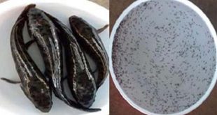 taki+Fish+MBD-2
