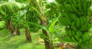 Banana+Panchagarh+mbd-3