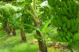 Banana+Panchagarh+mbd-3