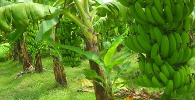 Banana+Panchagarh+mbd-3