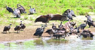 Vultures+Habiganj+mbd-4