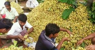 kurigram+lotkon+mbd-2