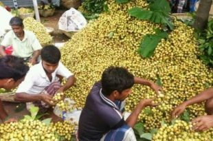 kurigram+lotkon+mbd-2