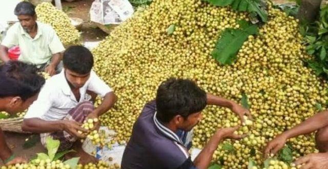 kurigram+lotkon+mbd-2