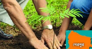 plantetion+Sherpur+mbd-2