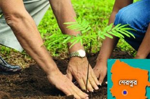 plantetion+Sherpur+mbd-2