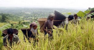 Bandarban+Joom+khet+mbd-mbd