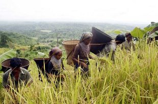 Bandarban+Joom+khet+mbd-mbd