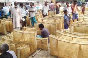 Chai+trup+fish+mbd-4