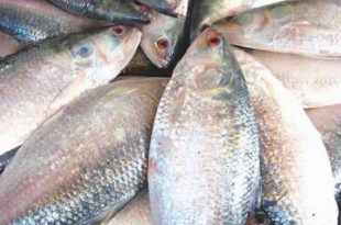 elish+jhalokathi+mbd-2