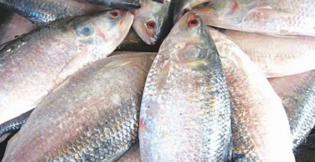 elish+jhalokathi+mbd-2