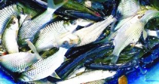 fish+mbd-2