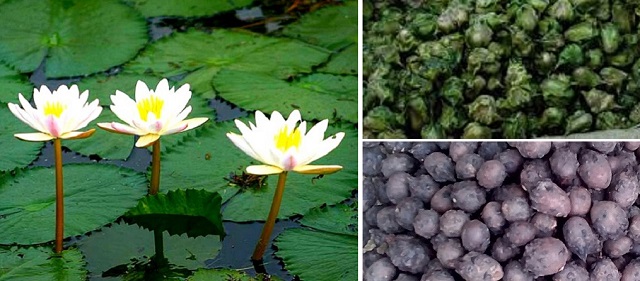 shalok+panifal+mbd-9