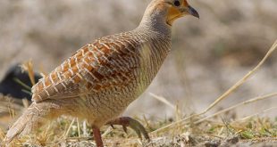 Grey+Francolin+mbd