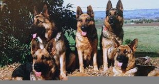 dog+squard+mbd