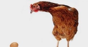 egg+n+hen+mbd-6