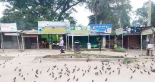 Jibannagar+Bird+mbd