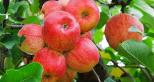 apples+mbd-4