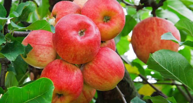 apples+mbd-4