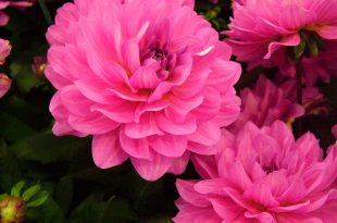 Dahlias Nature Flowers Black Dahlia Pink Beautiful Wallpaper Flower Download Hd