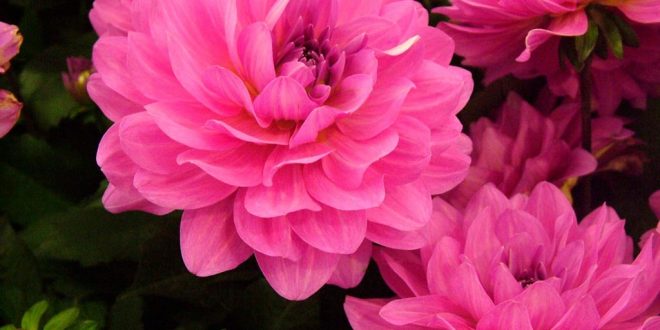Dahlias Nature Flowers Black Dahlia Pink Beautiful Wallpaper Flower Download Hd