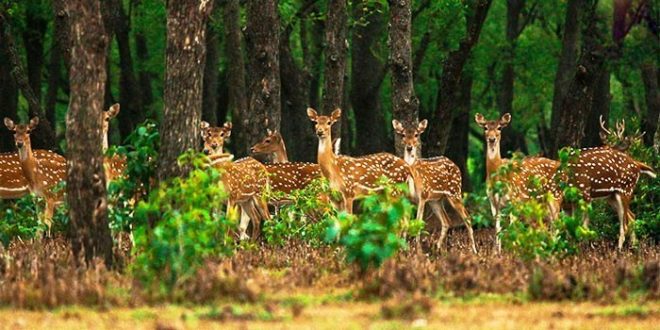 deer+mbd-5
