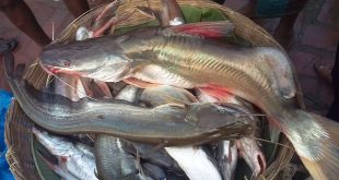 fish+mbd-2