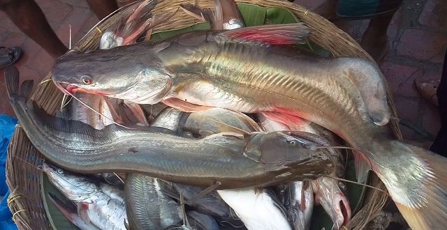 fish+mbd-2