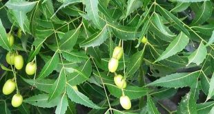 neem+pata+mbd-2