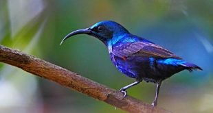 sunbird+mbd-5