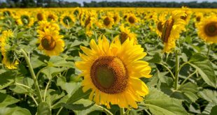 sunflower+mbd-3