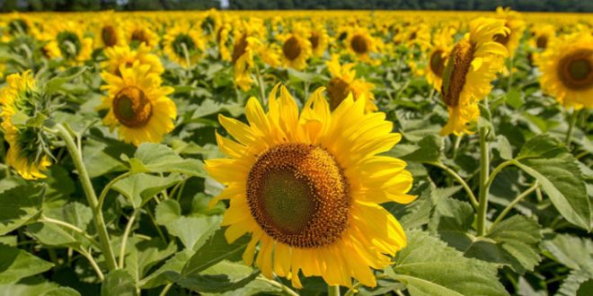sunflower+mbd-3