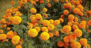 winter+flower+mbd-14