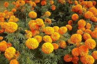 winter+flower+mbd-14