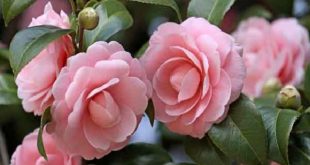 Camellia+mbd-4
