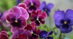 Pansy+mbd-3