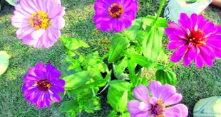 Zinnia+mbd-6