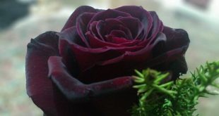 black+prince+rose+mbd