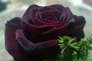 black+prince+rose+mbd
