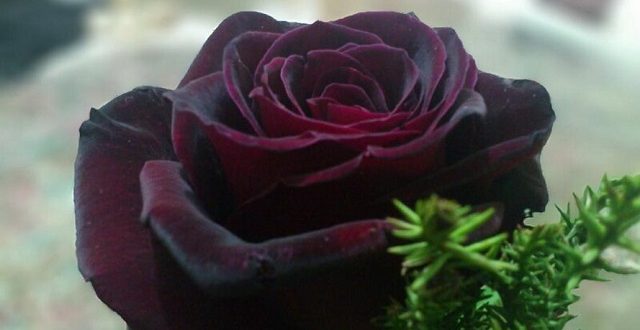black+prince+rose+mbd