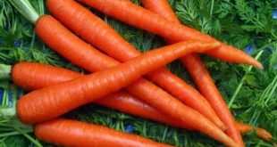 carrot+mbd-8
