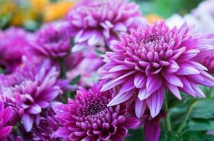 chandra+mollika+mbd-4