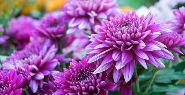 chandra+mollika+mbd-4