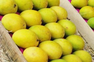 chanpai+nobabgonj+khirshapat+am+mbd-3