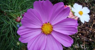cosmos+mbd-5