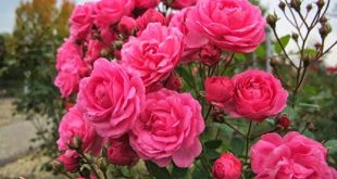 flower+rose+mbd-2