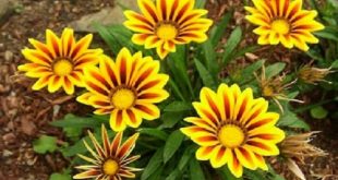 gazania+flower+mbd