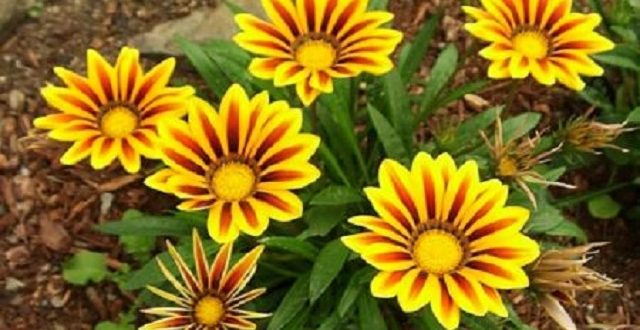 gazania+flower+mbd