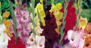 gladiolas+mbd