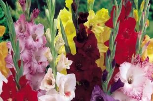 gladiolas+mbd